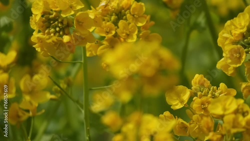 Wallpaper Mural A field with yellow rapeseed flowers. Production of rapeseed oil. Farmland. Torontodigital.ca