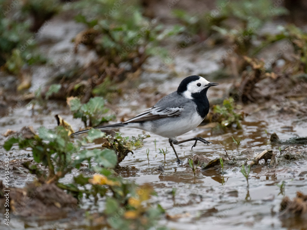 Bachstelze (Motacilla alba)