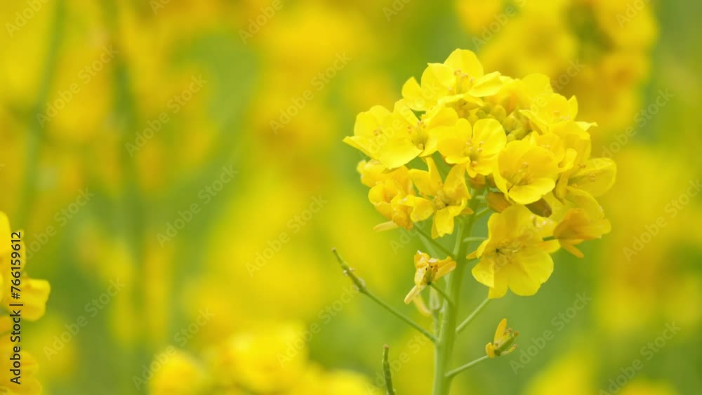 A field with yellow rapeseed flowers. Production of rapeseed oil. Farmland. A field with yellow rapeseed flowers. Production of rapeseed oil. Farmland.