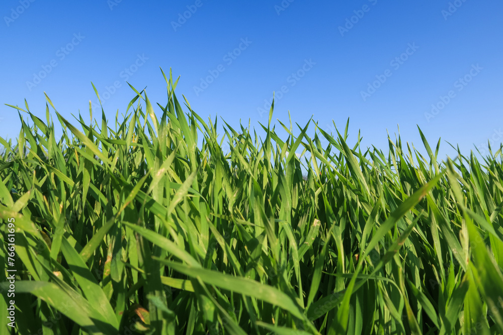Obraz premium Grass wind swept strong tumultuous light close up