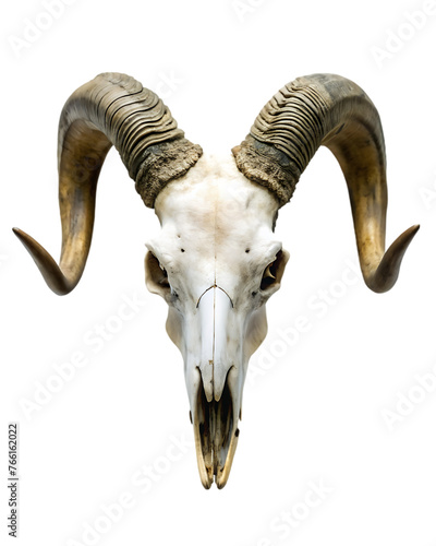 wild life animals decorative element of mountain goat skull with horns