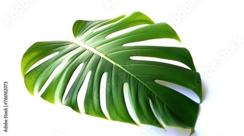 Green leaf of monstera isolated on white background.