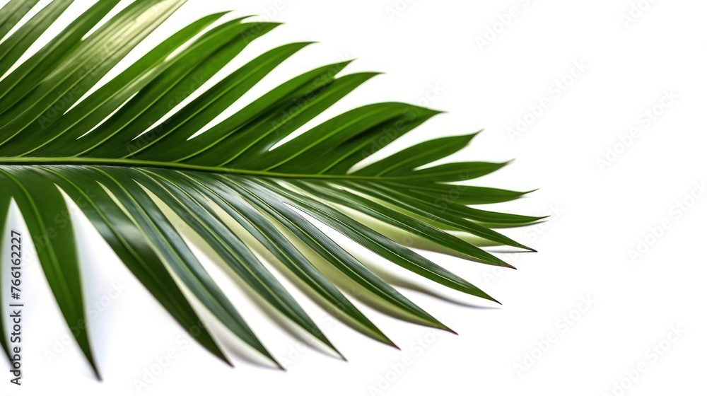 Fototapeta premium Beautiful green palm leaf isolated on white background with for design elements, tropical leaf,