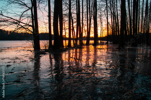 gorgeous sunrise  sunset  flooded lake shore  tree trunks in water and ice  reflections  dark silhouettes of trees