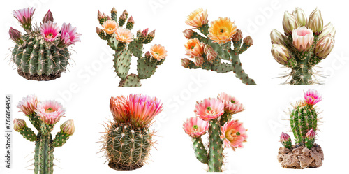 set of cactus flowers