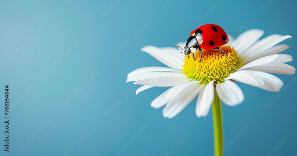 Image of a ladybug on top of a daisy flower, isolated blue background with copy space,