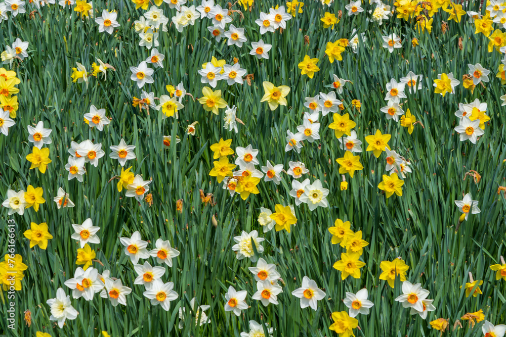A bunch of daffodil gathered together. A shot of narccissus flowers in the field. A bunch of yellow white petals on the green background. A bunch of daffodil gathered together. A shot of narccissus flowers in the field. A bunch of yellow white petals on the green background.