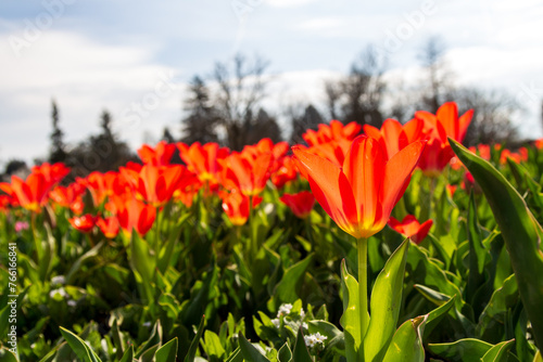 A group of tulipa greigii planted in the park. A close-up of a tulip in the spring. photo