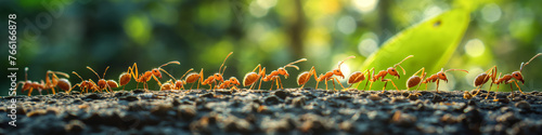 Fila de hormigas transportando comida