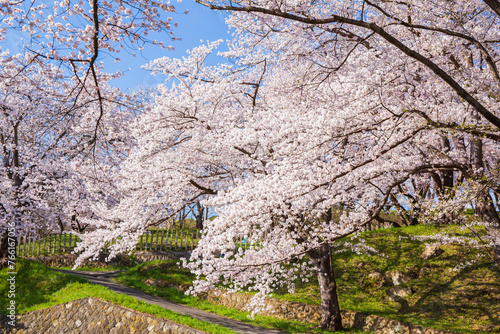 日本の風景・春　さくら名所100選　山形　烏帽子山公園