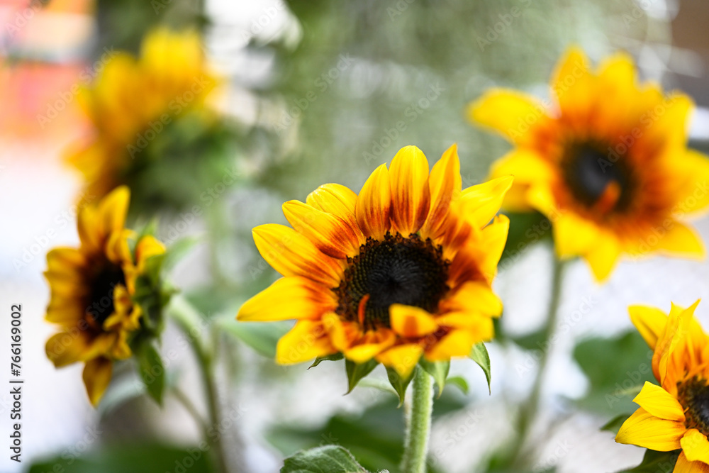 Obraz premium Helios Flame Sunflowers (Helianthus annuus). Bright yellow wild flowers with red, burgundy centre leaves.