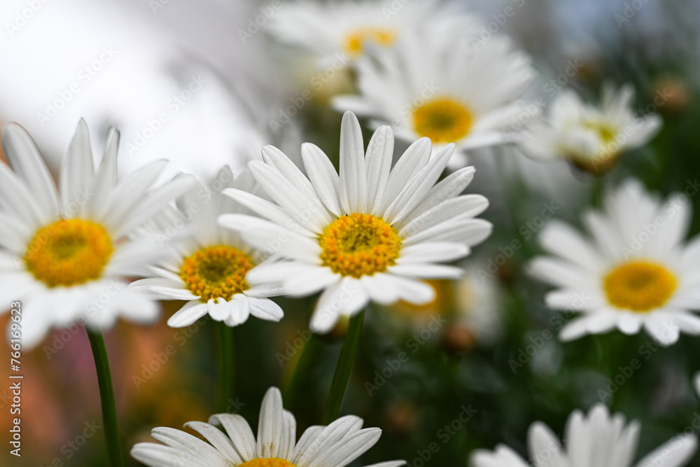 Selective focus of white cream flower with green leaves in garden, Argyranthemum frutescens known as Paris daisy or marguerite daisy, A perennial plant known for its flowers, Nature floral background. Selective focus of white cream flower with green leaves in garden, Argyranthemum frutescens known as Paris daisy or marguerite daisy, A perennial plant known for its flowers, Nature floral background.