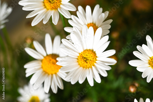 Selective focus of white cream flower with green leaves in garden  Argyranthemum frutescens known as Paris daisy or marguerite daisy  A perennial plant known for its flowers  Nature floral background.