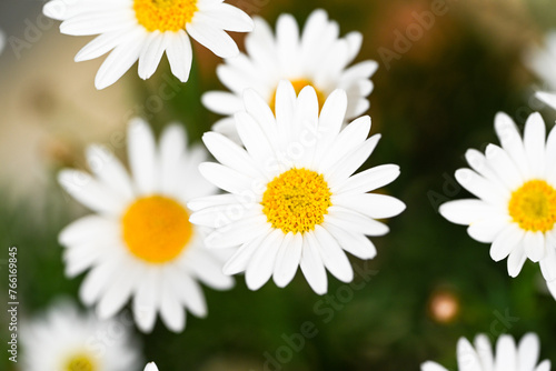 Selective focus of white cream flower with green leaves in garden  Argyranthemum frutescens known as Paris daisy or marguerite daisy  A perennial plant known for its flowers  Nature floral background.