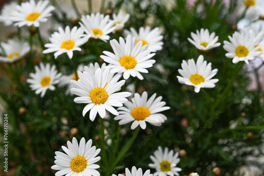 Selective focus of white cream flower with green leaves in garden, Argyranthemum frutescens known as Paris daisy or marguerite daisy, A perennial plant known for its flowers, Nature floral background. Selective focus of white cream flower with green leaves in garden, Argyranthemum frutescens known as Paris daisy or marguerite daisy, A perennial plant known for its flowers, Nature floral background.