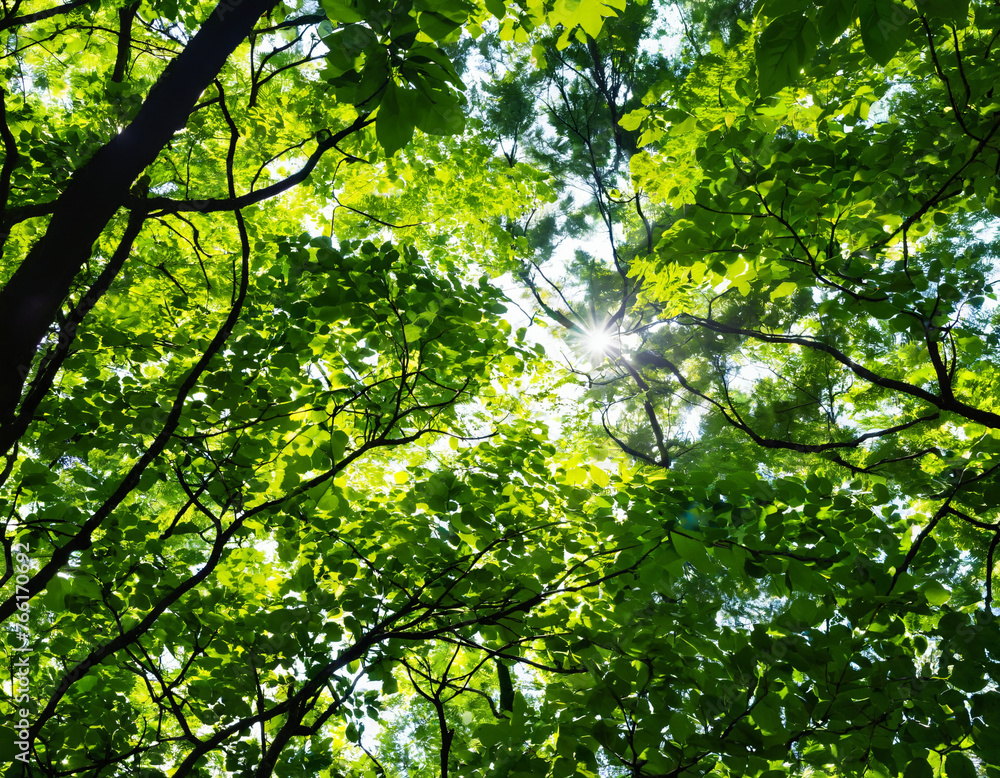 Fototapeta premium Dappled sunlight filtering through the branches of a dense forest