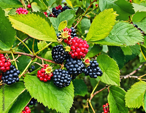 A cluster of wild berries ripe for the picking