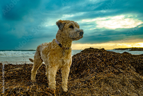 Seaside Sentry