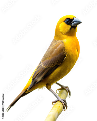 bird png © msroster