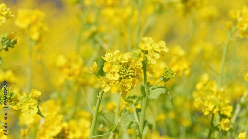 A field with yellow rapeseed flowers. Production of rapeseed oil. Farmland. A field with yellow rapeseed flowers. Production of rapeseed oil. Farmland.