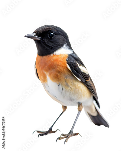 bird png © msroster