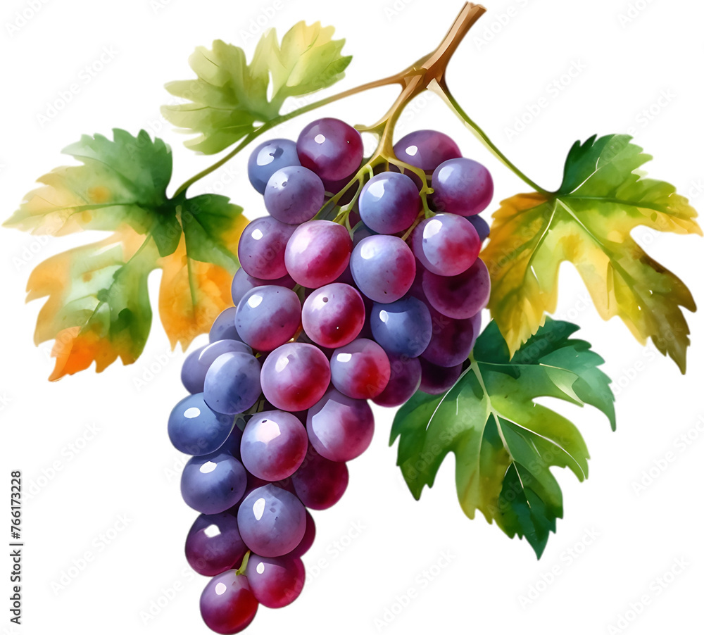 Fototapeta premium Watercolor painting of Grapes fruit.