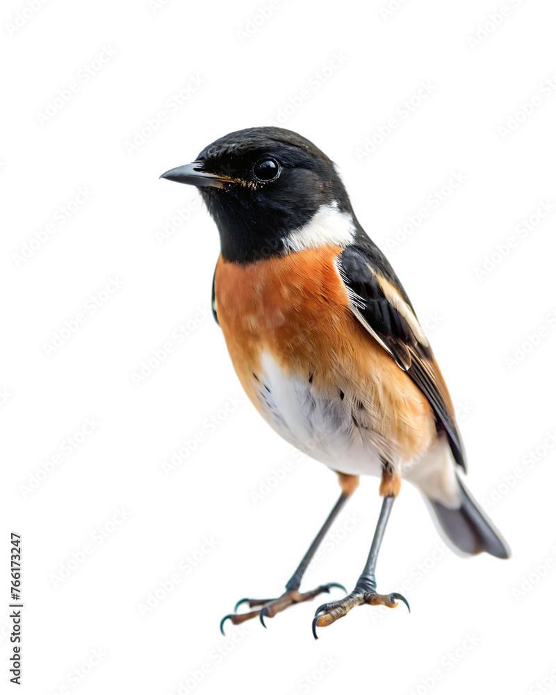 Obraz premium bird png