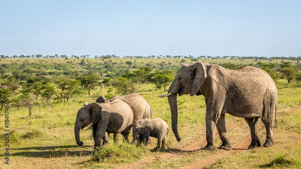 Fototapeta premium Herd of Elephant ( Loxodonta Africana), Olare Motorogi Conservancy, Kenya.