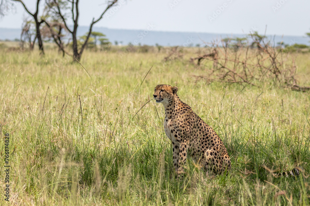A female cheetah ( Acinonyx Jubatus) looking for prey, Olare Motorogi Conservancy, Kenya. A female cheetah ( Acinonyx Jubatus) looking for prey, Olare Motorogi Conservancy, Kenya.