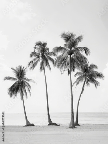 Three tall palm trees stand against a clear sky in a black and white setting © pham