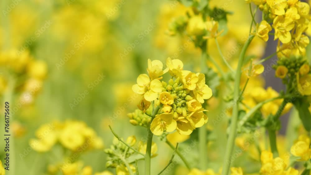 A field with yellow rapeseed flowers. A field with yellow rapeseed flowers.