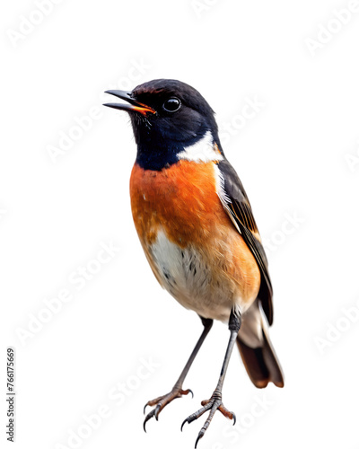 bird png