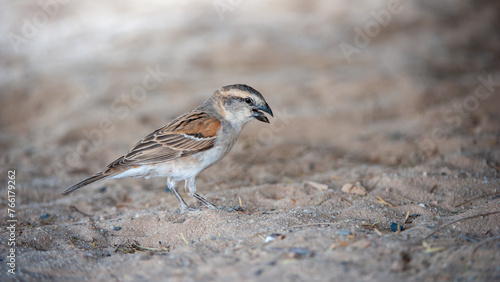 Great Sparrow ( Passer motitensis ) Kgalagadi Transfrontier Park, South Africa