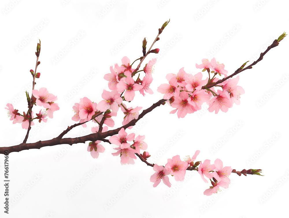 Sakura branch on transparent background - obrazy, fototapety, plakaty 
