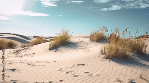 Grassy sand dunes on the Baltic Sea