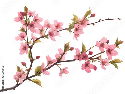 Sakura branch on transparent background © Thetopzz
