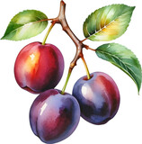 Watercolor painting of plum fruit with leaves.