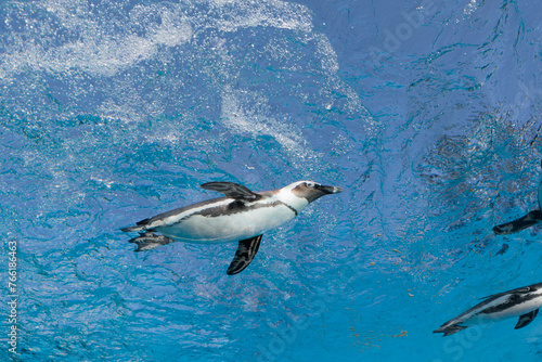 水中を気持ちよさそうに泳いでいるペンギン