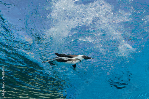 水中を気持ちよさそうに泳いでいるペンギン