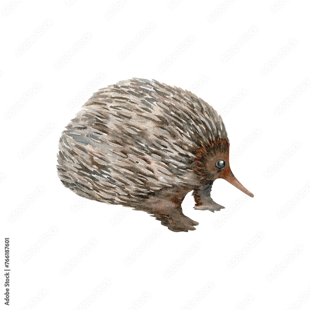 Fototapeta premium Echidna. Australian native marsupial nocturnal animal sketch. Watercolor illustration on transparent background. Hand drawn element for national endemic Australia wildlife design, cards and prints
