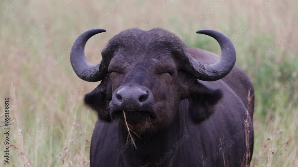 an African buffalo cow close-up an African buffalo cow close-up