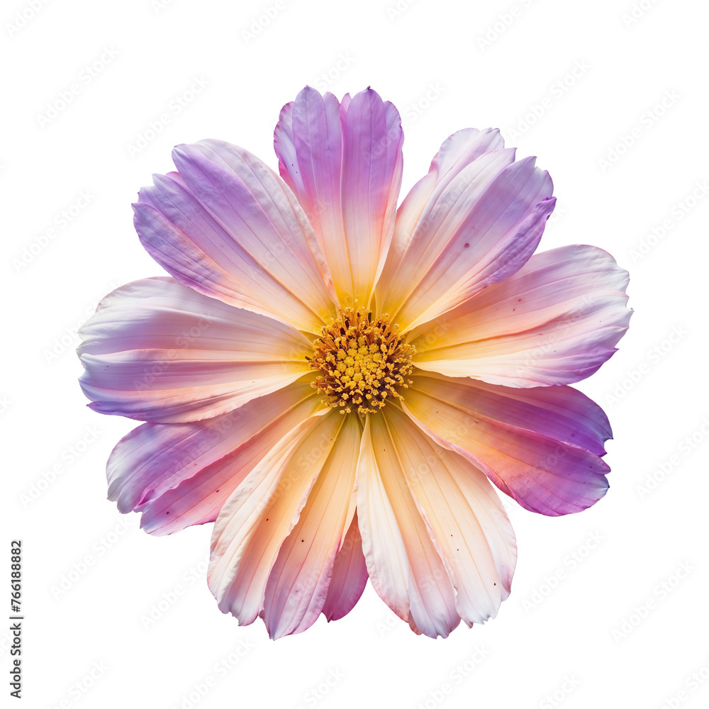 Pink and Yellow Cosmos Flower Pink and Yellow Cosmos Flower