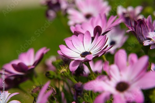 Fields of purple daisies.