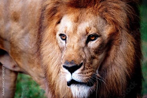 a close up of a lion on some grass and trees