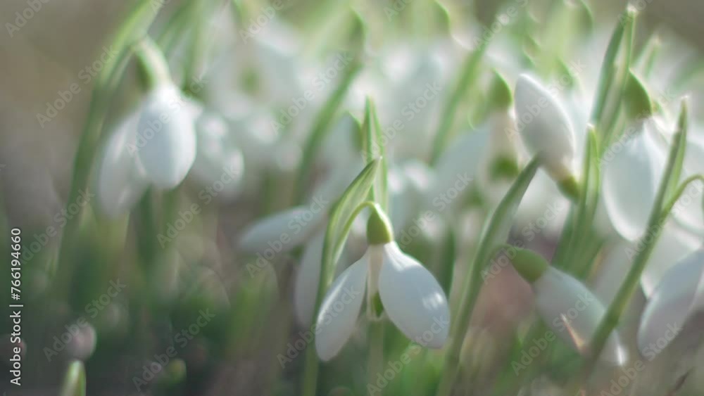 Snowdrops, flower, spring. White snowdrops bloom in garden, early spring, signaling end of winter. Slow motion, close up, soft focus