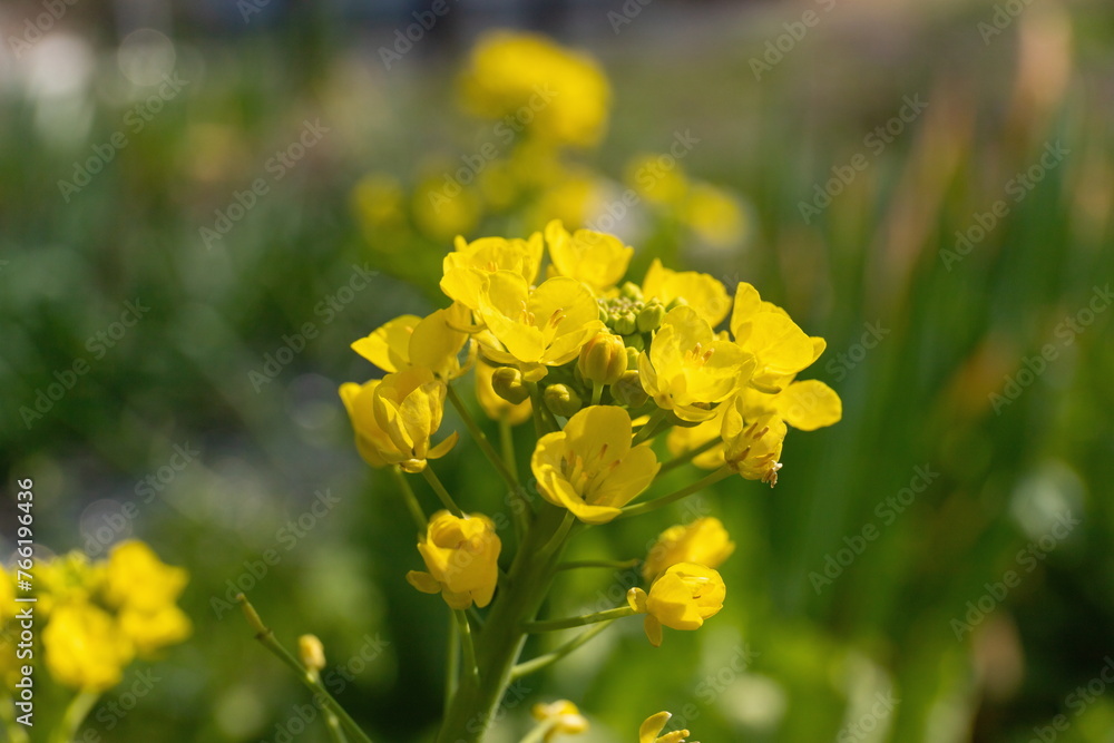 Yellow canola flowers in the garden ( chinese cabbage flowers )