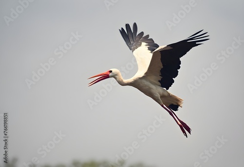 A close up of a White Stork