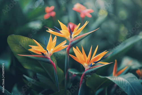 Blooming strelitzia flowers in a flower garden for decorative purposes Artful flower pictures and fresh strelitzia blooms With copy space for text - photo