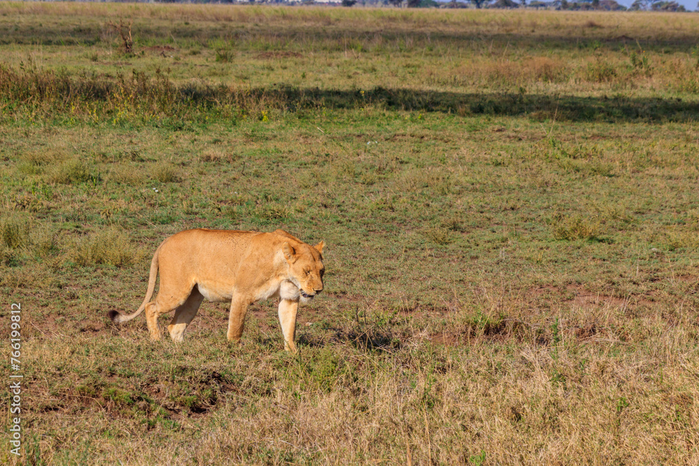 Lioness (Panthera leo) walking in savannah in Serengeti national park, Tanzania