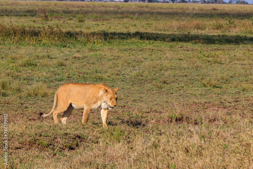 Lioness (Panthera leo) walking in savannah in Serengeti national park, Tanzania © olyasolodenko